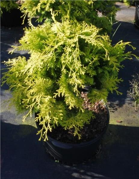 Chamaecyparis obtusa