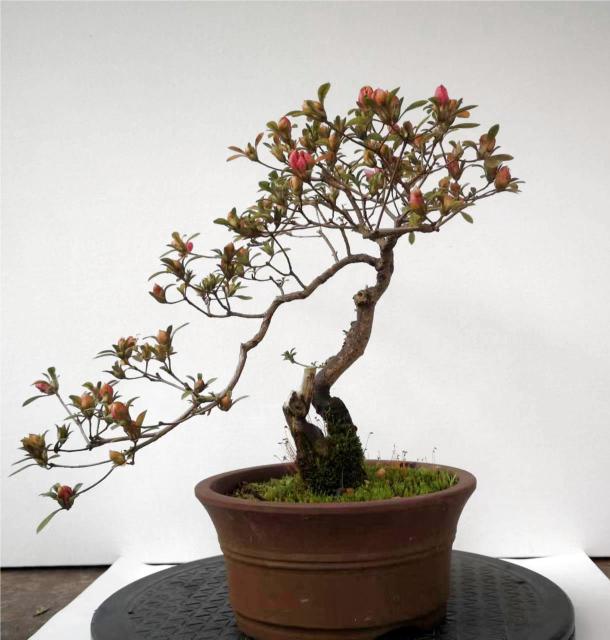 Rhododendron simsii