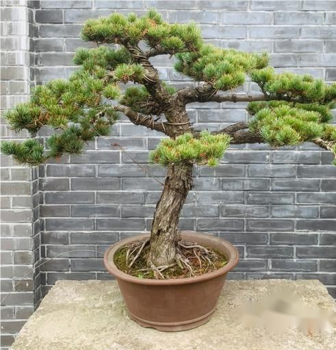 Pinus parviflora