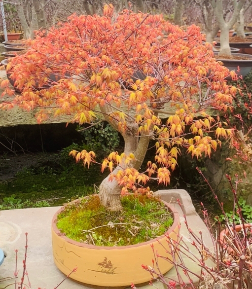 Acer shirasawanum Aureum