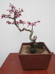 Red Acer