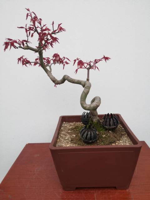 Red Acer