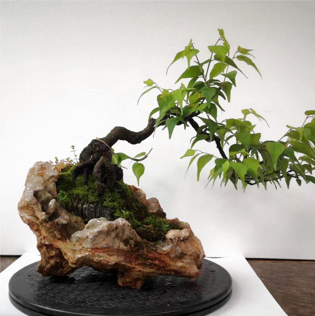Prunus mume