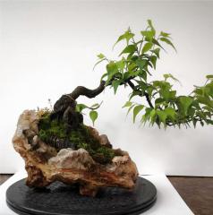 Prunus mume