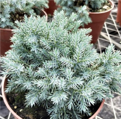Juniperus squamata 'Blue Star'