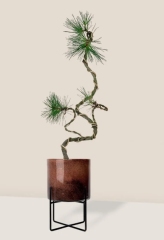 Pinus thunbergii