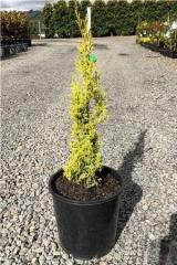 Cupressus sempervirens 'Swane's Golden'
