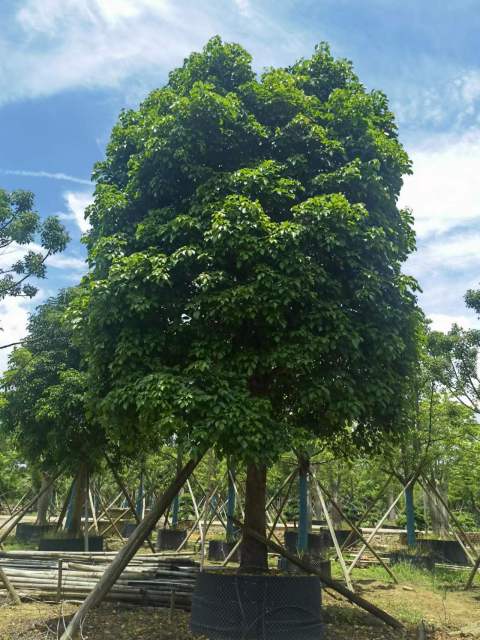 Bischofia javanica Blume