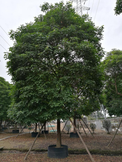 Bischofia javanica Blume