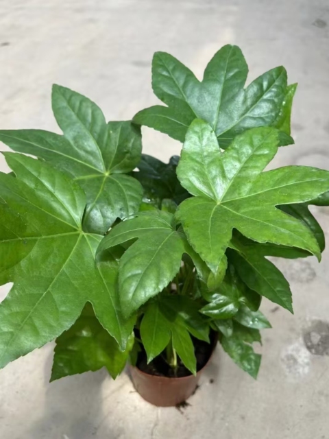 Fatsia japonica (Thunb.) Decne. & Planch.