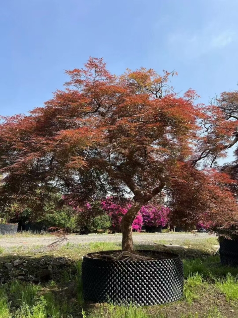 Acer palmatum var. dissectum (Thunb.) Miq.