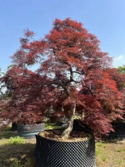 Acer palmatum var. dissectum (Thunb.) Miq.