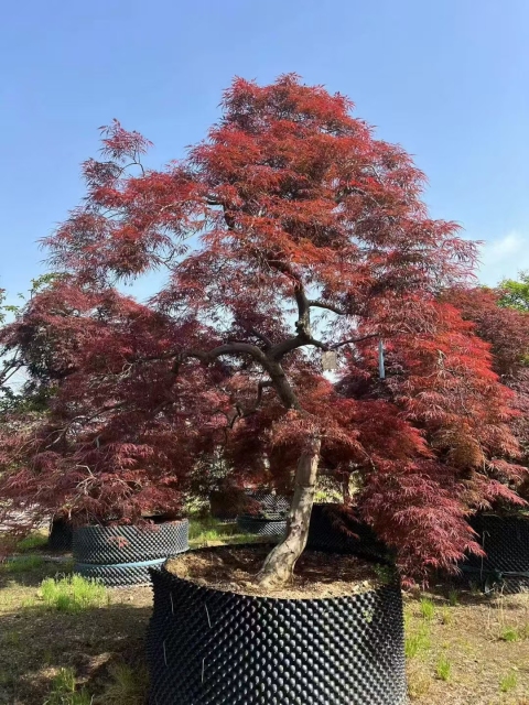 Acer palmatum var. dissectum (Thunb.) Miq.