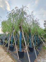 Salix babylonica L.