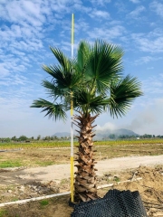 Washingtonia filifera