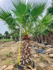 Washingtonia filifera