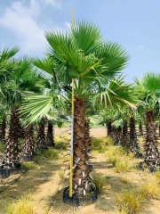 Washingtonia filifera