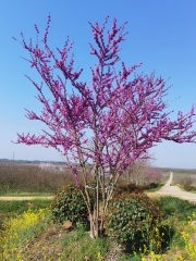 Cercis chinensis Bunge