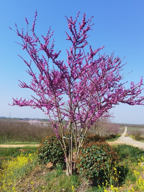 Cercis chinensis Bunge