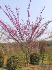 Cercis chinensis Bunge