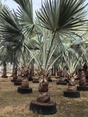 Trachycarpus fortunei (Hook.) H. Wendl.