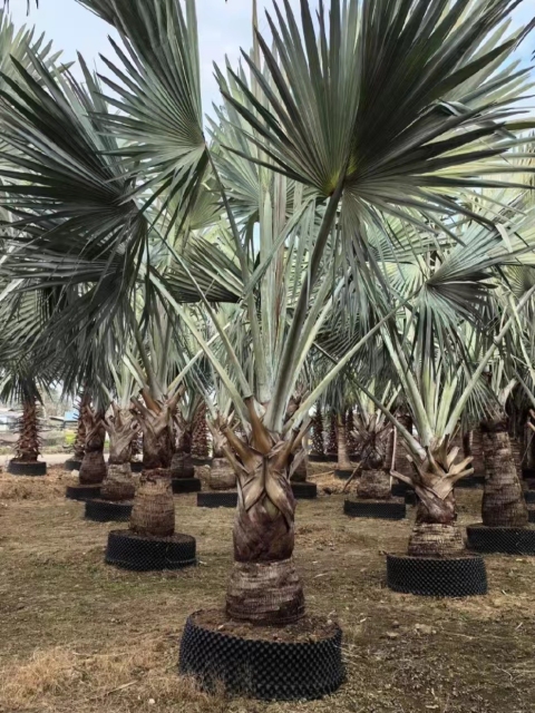 Trachycarpus fortunei (Hook.) H. Wendl.