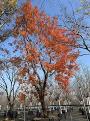 Triadica sebifera (Linnaeus) Small