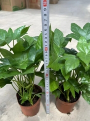 Fatsia japonica (Thunb.) Decne. & Planch.