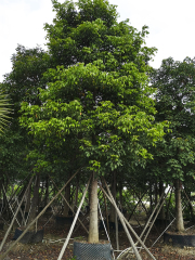 Bischofia javanica Blume