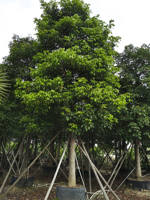 Bischofia javanica Blume