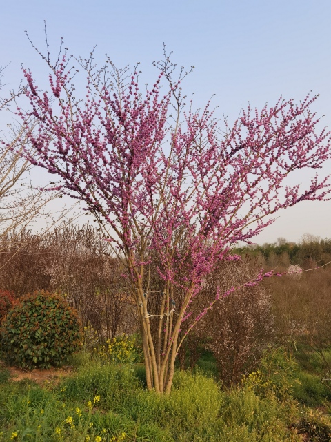 Cercis chinensis Bunge