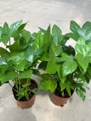 Fatsia japonica (Thunb.) Decne. & Planch.