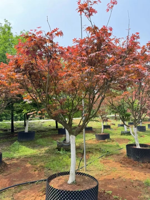 Acer palmatum 'Atropurpureum' (Van Houtte) Schwerim