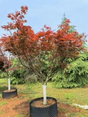Acer palmatum 'Atropurpureum' (Van Houtte) Schwerim