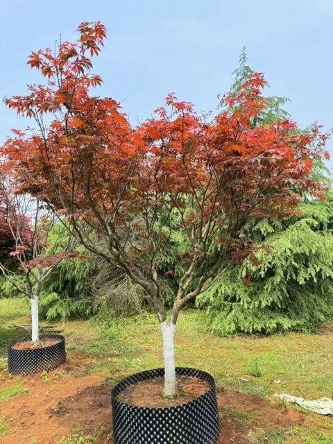 Acer palmatum 'Atropurpureum' (Van Houtte) Schwerim