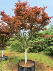Acer palmatum 'Atropurpureum' (Van Houtte) Schwerim