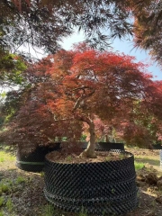 Acer palmatum var. dissectum (Thunb.) Miq.