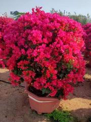 Bougainvillea spp.