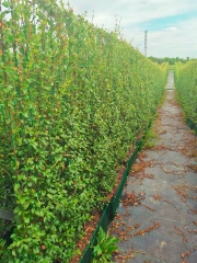 Trachelospermum jasminoides