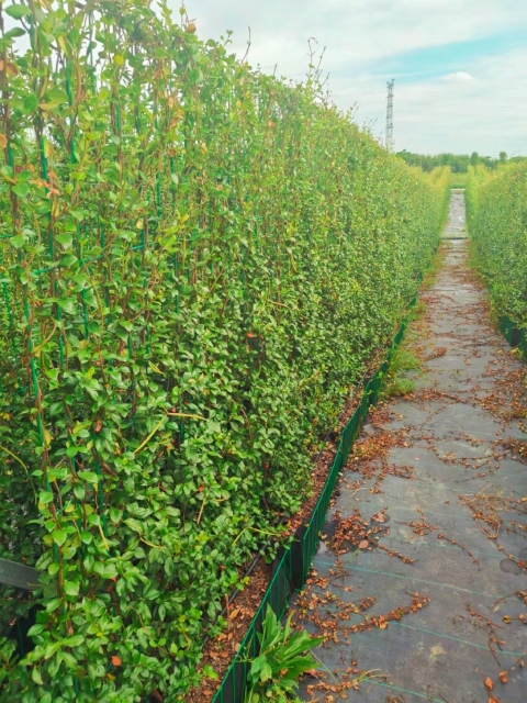 Trachelospermum jasminoides