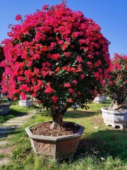 Bougainvillea spp.