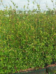 Trachelospermum jasminoides