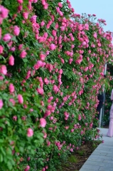 Rosa chinensis Jacq.