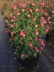 Rosa chinensis Jacq.