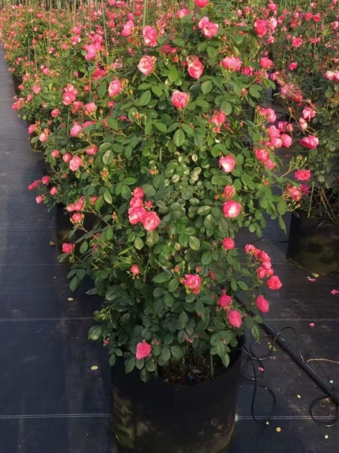 Rosa chinensis Jacq.