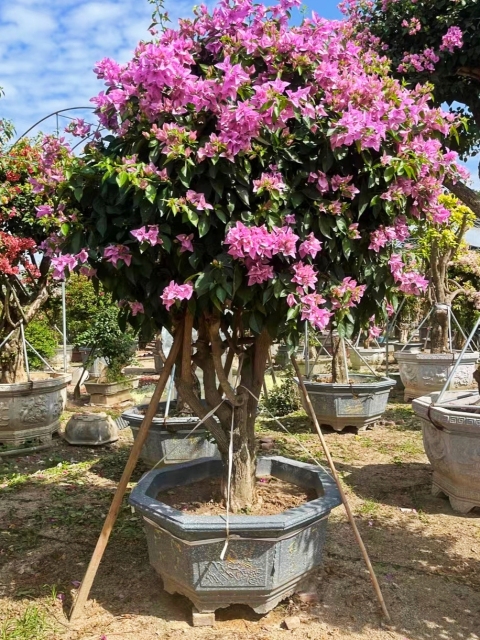 Bougainvillea spp.