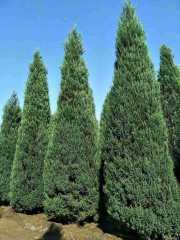 Juniperus chinensis 'Pyramidalis'