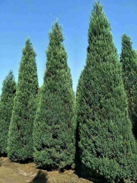 Juniperus chinensis 'Pyramidalis'