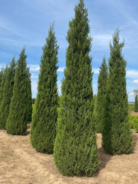 Juniperus chinensis 'Pyramidalis'