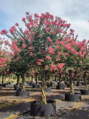 Lagerstroemia indica L.